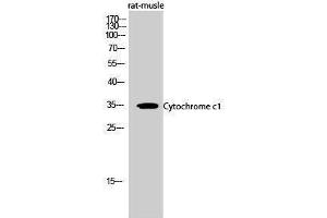 Western Blotting (WB) image for anti-Cytochrome C1 (CYC1) (Internal Region) antibody (ABIN3184221) (Cytochrome C1 antibody  (Internal Region))