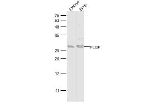 Lane 1: mouse embryo lysates Lane 2: mouse brain lysates probed with PLGF Polyclonal Antibody, Unconjugated  at 1:500 dilution and 4˚C overnight incubation. (PLGF antibody  (AA 131-158))