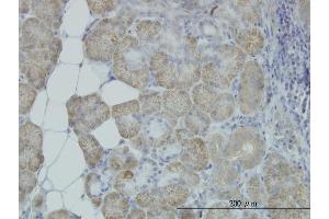 Immunoperoxidase of monoclonal antibody to HYOU1 on formalin-fixed paraffin-embedded human salivary gland. (HYOU1 antibody  (AA 901-999))