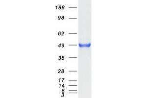 Validation with Western Blot