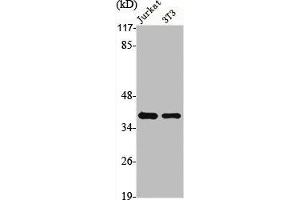 Western Blot analysis of Jurkat NIH-3T3 cells using hnRNP A1 Polyclonal Antibody (HNRNPA1 antibody  (Internal Region))