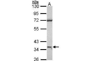 WB Image Sample (30 ug of whole cell lysate) A: Raji 10% SDS PAGE CD1D antibody antibody diluted at 1:1000 (CD1d antibody)