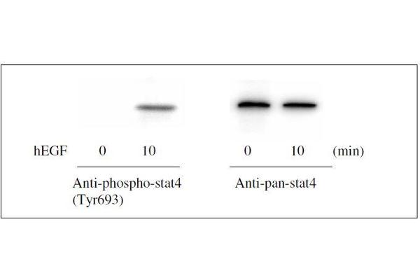 STAT4 ELISA Kit