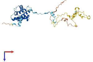 CNN1 Protein (AA 1-297) (His tag)