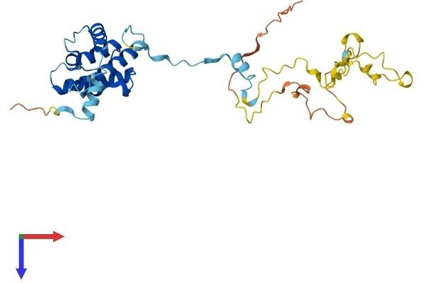 CNN1 Protein (AA 1-297) (His tag)