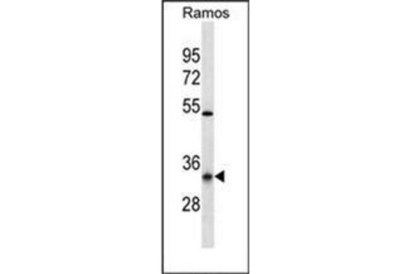 OR10G9 antibody  (C-Term)