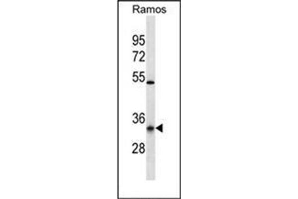 OR10G9 antibody  (C-Term)