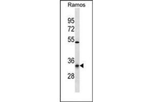 Western blot analysis of OR10G9 Antibody (C-term) in Ramos cell line lysates (35ug/lane).