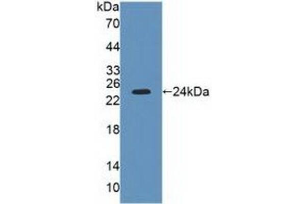 LYPLA2 antibody  (AA 1-196)