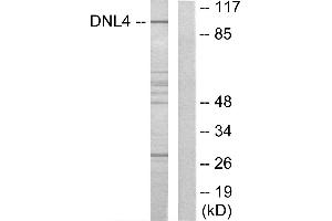 Western blot analysis of extracts from Jurkat cells, using DNL4 antibody.