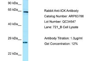 Western Blotting (WB) image for anti-Intestinal Cell (MAK-Like) Kinase (ICK) (C-Term) antibody (ABIN970927) (ICK antibody  (C-Term))