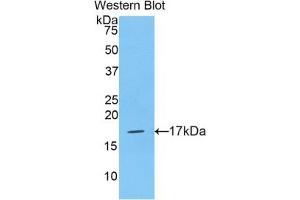 Detection of Recombinant HIST2H3A, Human using Polyclonal Antibody to Histone Cluster 2, H3a (HIST2H3A) (HIST2H3A antibody  (AA 1-136))