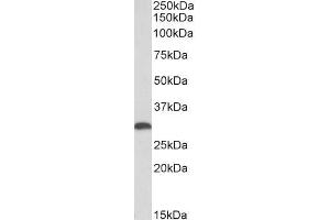 ABIN5539836 (0. (HMOX1 antibody  (AA 242-256))
