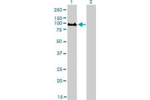 Western Blotting (WB) image for anti-Golgin A5 (GOLGA5) (AA 2-99) antibody (ABIN564280)