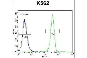 SMTNL1 Antibody (Center) (ABIN655427 and ABIN2844964) flow cytometric analysis of K562 cells (right histogram) compared to a negative control cell (left histogram). (SMTNL1 antibody  (AA 130-159))