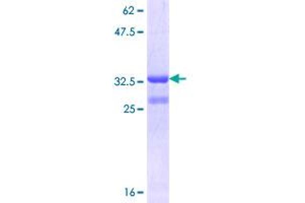 SLC1A4 Protein (AA 140-216) (GST tag)