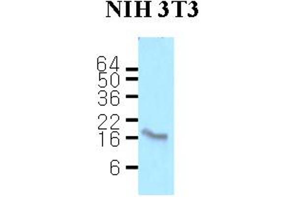 Calmodulin 2 antibody  (AA 1-149)