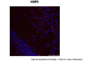 Sample Type: Mouse Brain Slices Red: primaryBlue: DAPIPrimary Dilution: 1:400 Secondary Antibody: Anti-Rabbit IgG Alexa 594Secondary Dilution: 1:400 Image Submitted By: Adahir Labrador-Garrido and Cintia Roodveldt University of Seville (Hsc70 antibody  (N-Term))