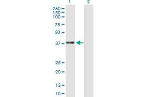 Western Blot analysis of RTCD1 expression in transfected 293T cell line by RTCD1 MaxPab polyclonal antibody. (RTCD1 antibody  (AA 1-366))