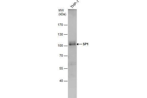 SP1 antibody  (C-Term)