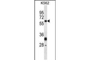 Western blot analysis in K562 cell line lysates (35ug/lane). (NMT2 antibody  (C-Term))