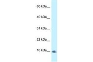 PSMG3 anticorps  (AA 66-115)