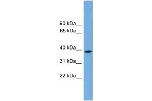 WB Suggested Anti-WNT3 Antibody Titration:  0. (WNT3 antibody  (Middle Region))