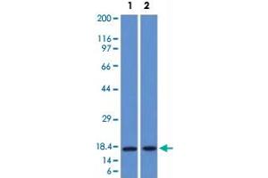 Western Blot analysis of Lane 1: human pancreas and Lane 2: HepG2 lysates with PIP monoclonal antibody, clone PIP/1571 . (PIP antibody  (AA 41-146))