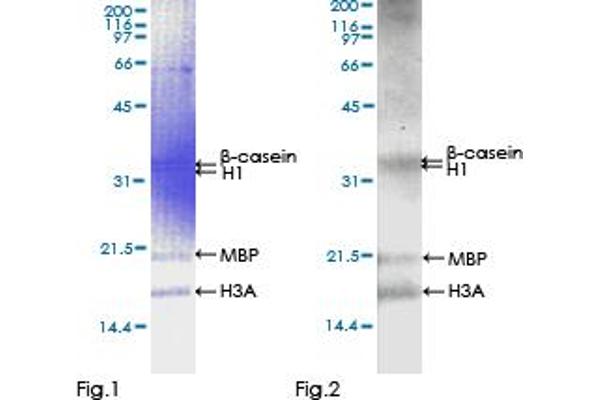 STRADB Protein (AA 1-418) (GST tag)
