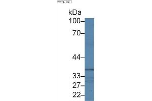 Western Blot; Sample: Human Lung lysate; Primary Ab: 1µg/ml Rabbit Anti-Human NCK1 Antibody Second Ab: 0. (NCK1 antibody  (AA 2-377))