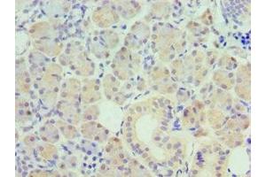 Immunohistochemistry of paraffin-embedded human pancreatic tissue using ABIN7162505 at dilution of 1:100 (PAX6 antibody  (AA 1-300))