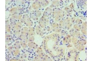 Immunohistochemistry of paraffin-embedded human pancreatic tissue using ABIN7162505 at dilution of 1:100