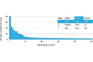 Analysis of Protein Array containing more than 19,000 full-length human proteins using Kappa Light Chain (IGKC) Mouse Monoclonal Antibody (KLC709). (IGKC antibody  (CF®488A))