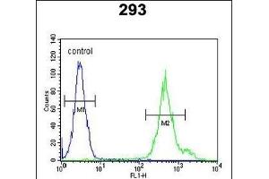 KLC3 Antibody (Center) (ABIN651542 and ABIN2840291) flow cytometric analysis of 293 cells (right histogram) compared to a negative control cell (left histogram). (KLC3 antibody  (AA 245-274))