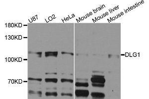 Western blot analysis of extracts of various cells, using DLG1 antibody. (DLG1 antibody)