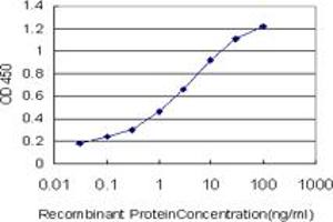 Detection limit for recombinant GST tagged SGK2 is approximately 0. (SGK2 antibody  (AA 293-367))