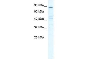 KCNQ2 antibody used at 1 ug/ml to detect target protein. (KCNQ2 antibody  (N-Term))