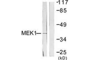 Western blot analysis of extracts from NIH-3T3 cells, treated with PMA 250ng/ml 5', using MEK1 (Ab-286) Antibody. (MEK1 antibody  (AA 252-301))