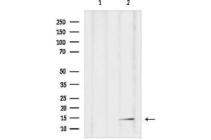 anti-Polymerase (RNA) II (DNA Directed) Polypeptide F (POLR2F) (N-Term) antibody