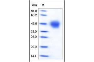 SDS-PAGE (SDS) image for CD33 (CD33) (AA 18-259) (Active) protein (His tag) (ABIN2180756) (CD33 Protein (CD33) (AA 18-259) (His tag))