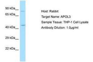 Image no. 1 for anti-Apolipoprotein L, 3 (APOL3) (AA 135-184) antibody (ABIN6750039) (APOL3 antibody  (AA 135-184))