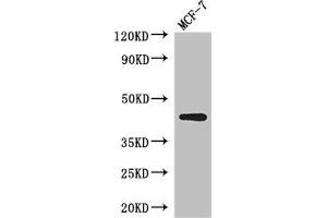 Western Blot Positive WB detected in: MCF-7 whole cell lysate All lanes: ADIPOR1 antibody at 2. (Adiponectin Receptor 1 antibody  (AA 1-63))