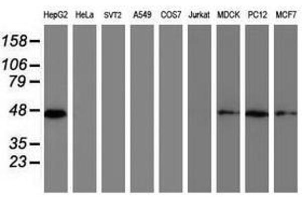 DPPA2 antibody  (AA 1-175)