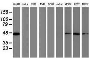 Image no. 2 for anti-Developmental Pluripotency Associated 2 (DPPA2) (AA 1-175) antibody (ABIN1490596) (DPPA2 antibody  (AA 1-175))
