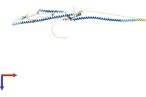Coiled-Coil Domain Containing 19 (CCDC19) (AA 1-551) protein (His tag)