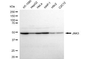 Western blotting analysis using JNK3 antibody (ABIN7799443).