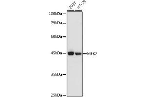 Western blot analysis of extracts of various cell lines, using MEK2 antibody (ABIN7268640) at 1:1000 dilution. (MEK2 antibody  (AA 1-100))