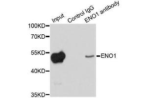 Immunoprecipitation analysis of 200ug extracts of HeLa cells using 1ug ENO1 antibody. (ENO1 antibody  (AA 1-434))