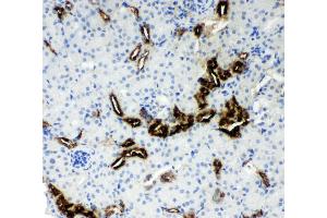 Anti-Kallikrein 1 antibody, IHC(P) IHC(P): Mouse Kidney Tissue