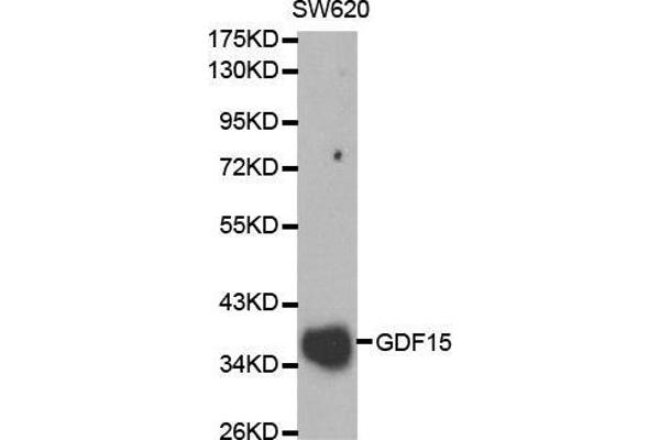 GDF15 Antikörper  (AA 49-308)
